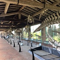 cetacei