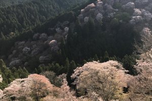 Reiziger