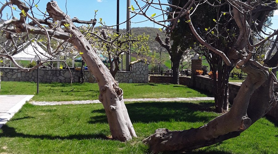 Giardino