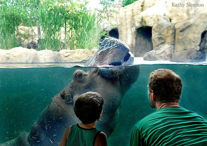 Hippos at Cincinnati Zoo & Botanical Garden