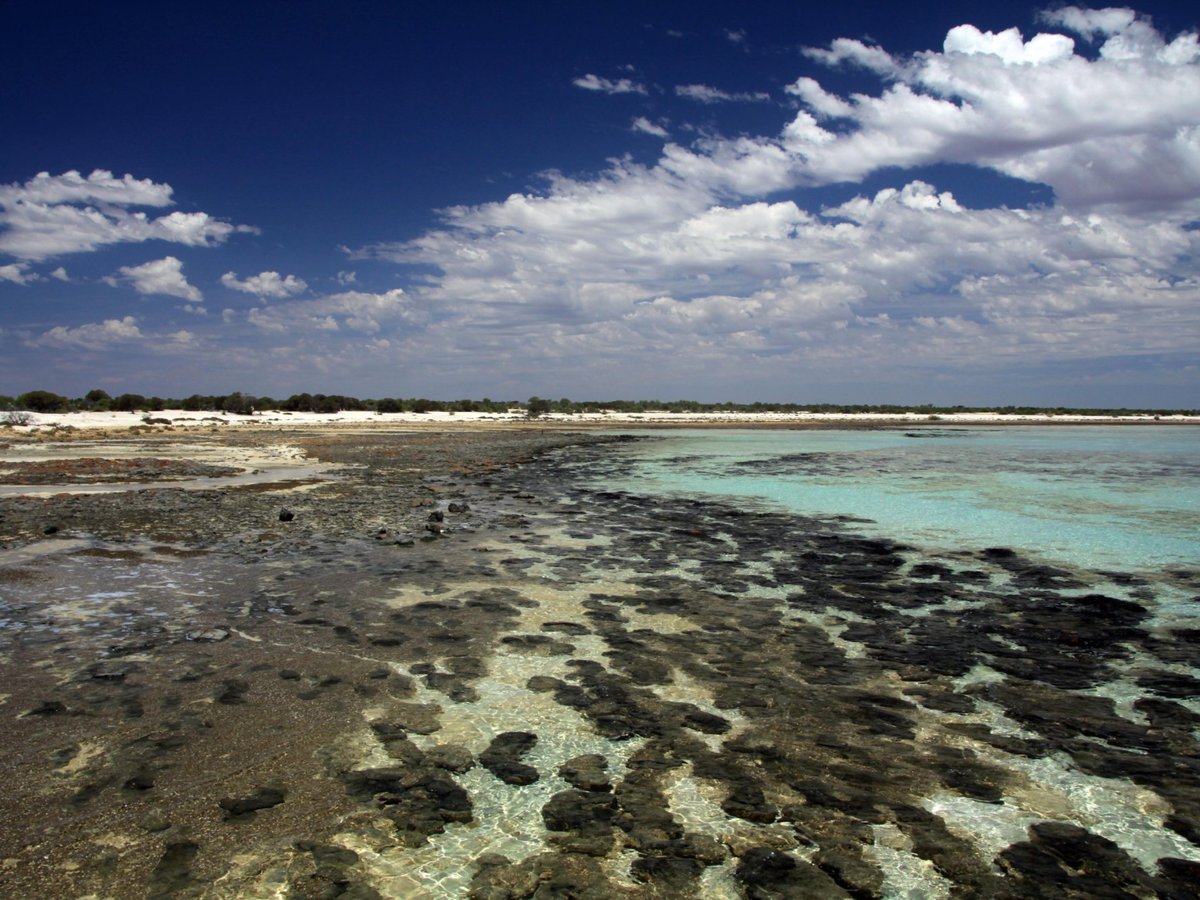 Shark Bay Coastal Tours - All You Need to Know BEFORE You Go (2024)