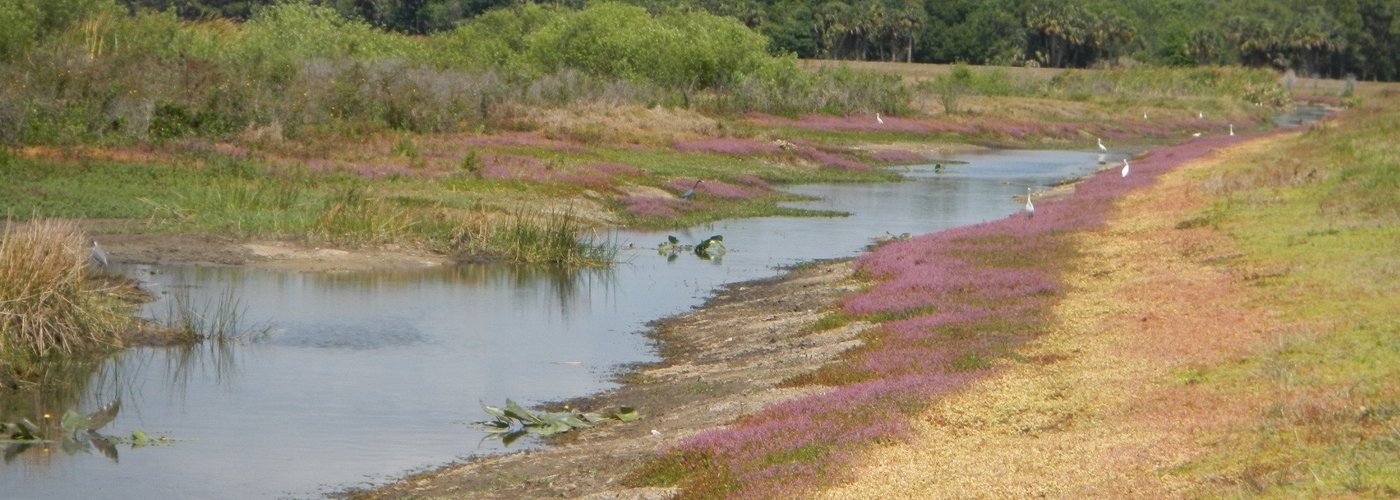 Birds feed along a canal within the marsh