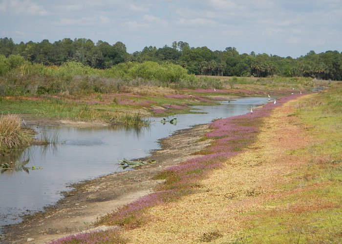 Birds feed along a canal within the marsh