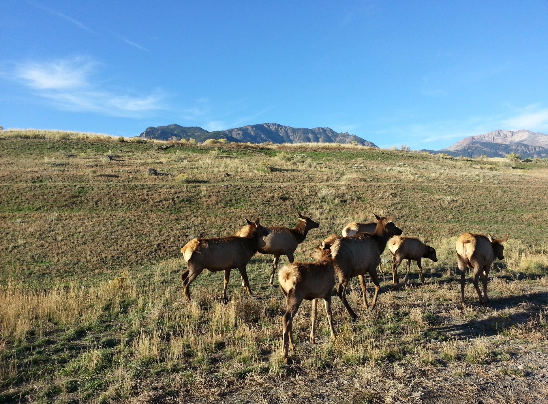 Yellowstone RV Park by null