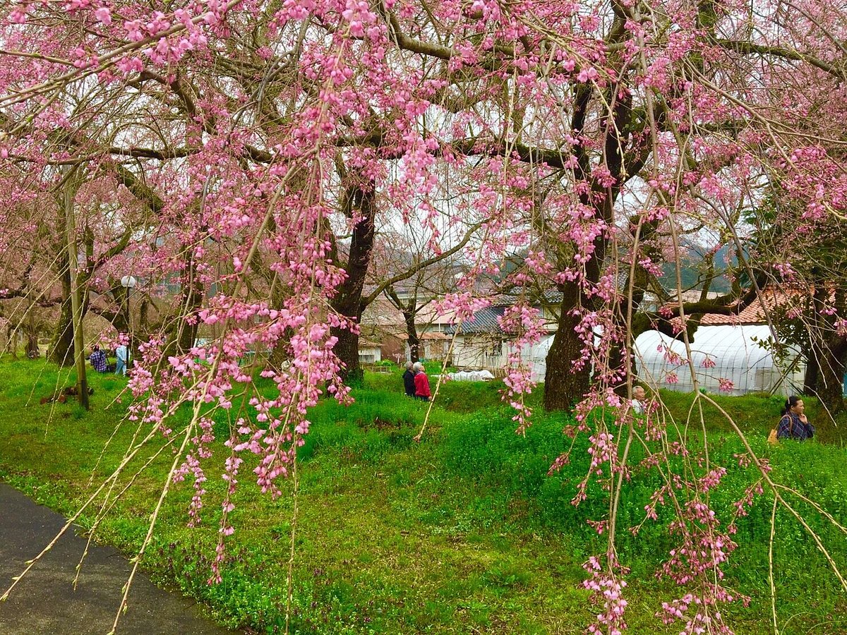 THE 15 BEST Things to Do in Yamaguchi - 2022 (with Photos) - Tripadvisor