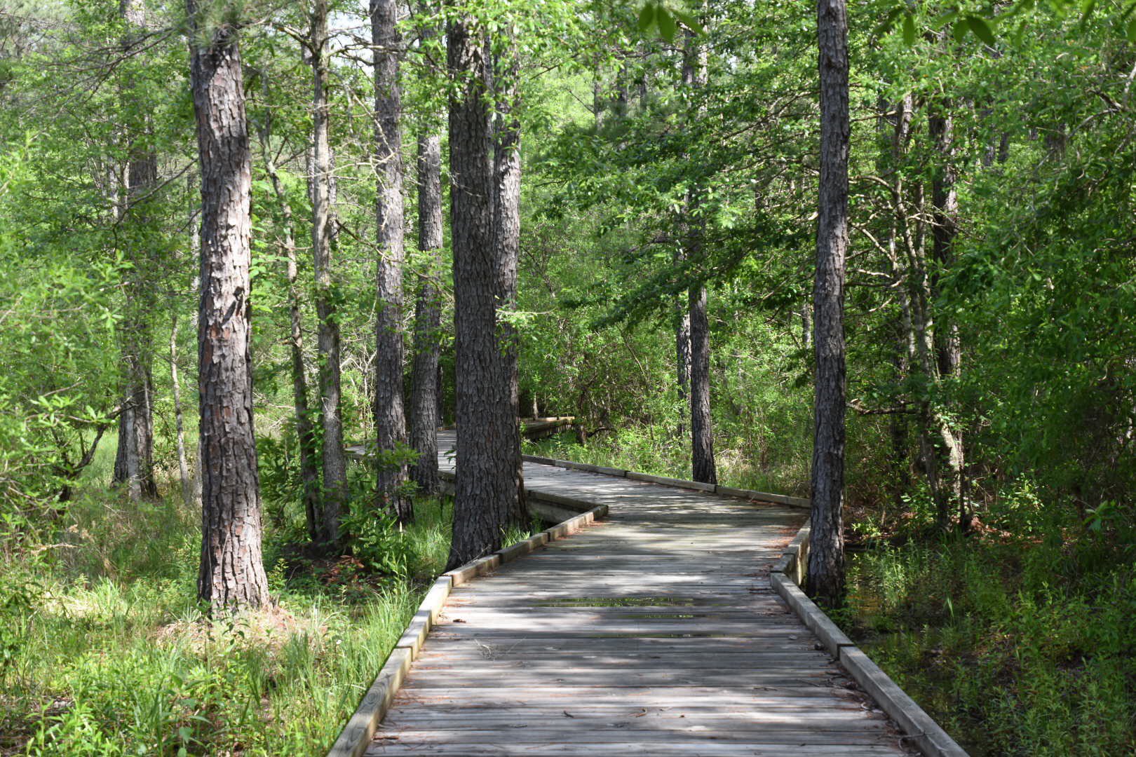 Big Thicket National Preserve All You Need to Know BEFORE You Go