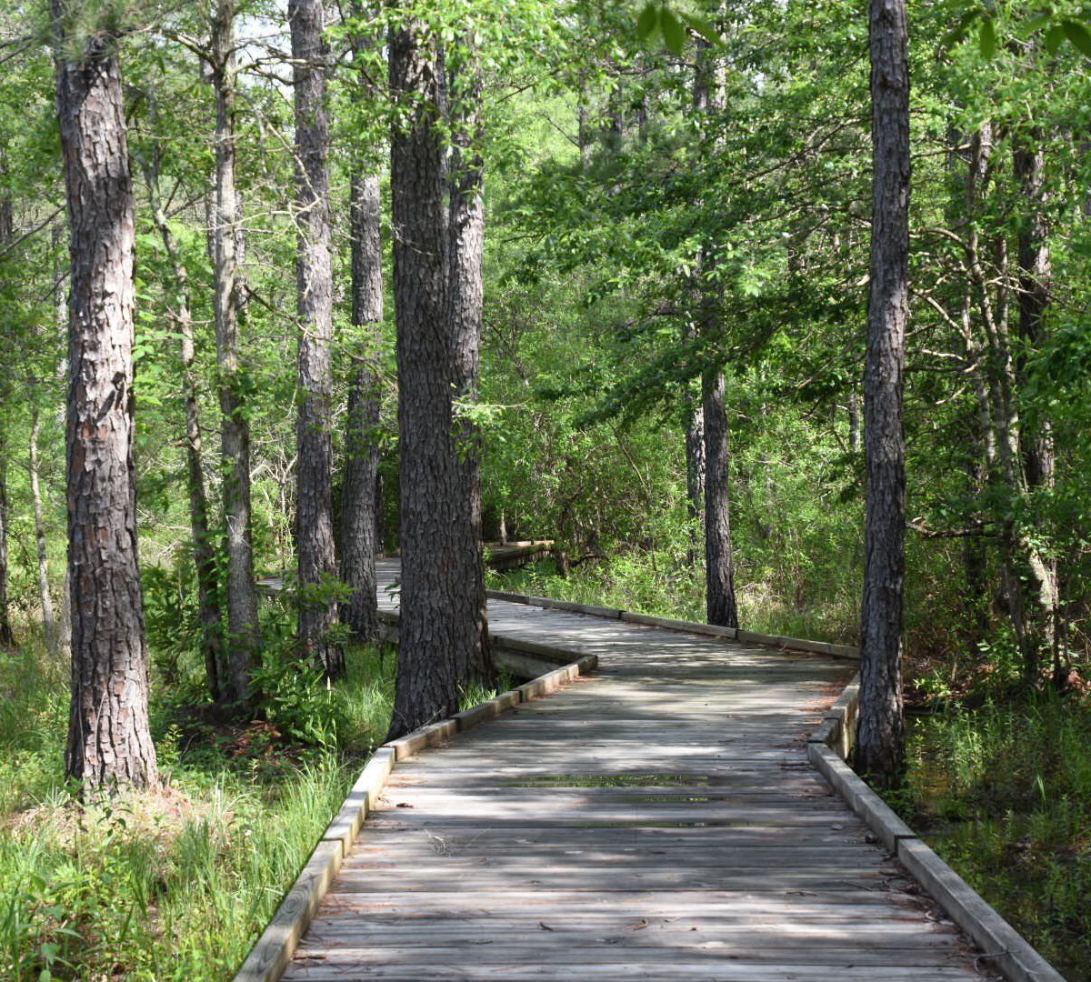 Big Thicket National Preserve - All You Need to Know BEFORE You Go (2024)