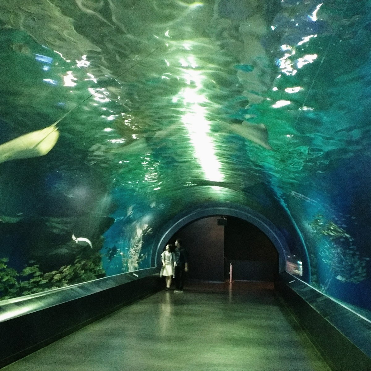 Shinagawa Aquarium, Синагава: лучшие советы перед посещением - Tripadvisor