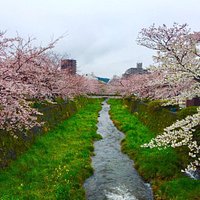 一の坂川桜並木 満開時