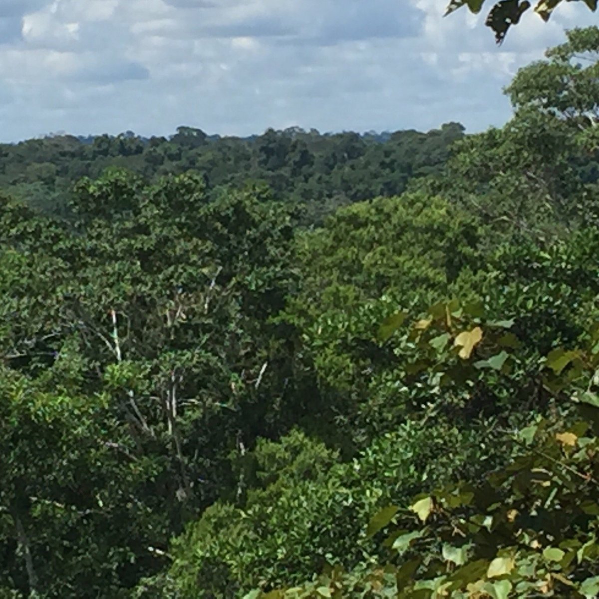 Amazon Rainforest, Перу: лучшие советы перед посещением - Tripadvisor