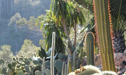 Ici on appelle les cactus par leurs petits noms.