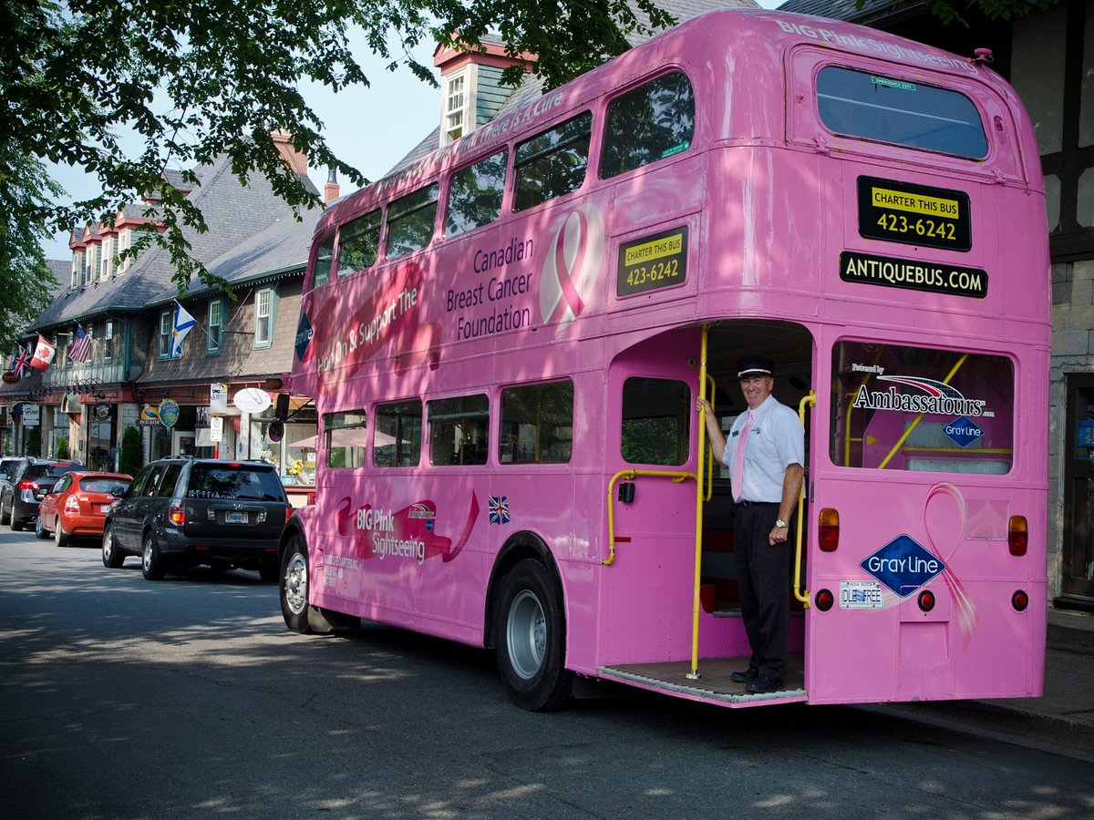 big pink bus tour halifax nova scotia