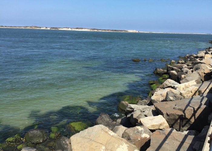 are dogs allowed on beach in barnegat light