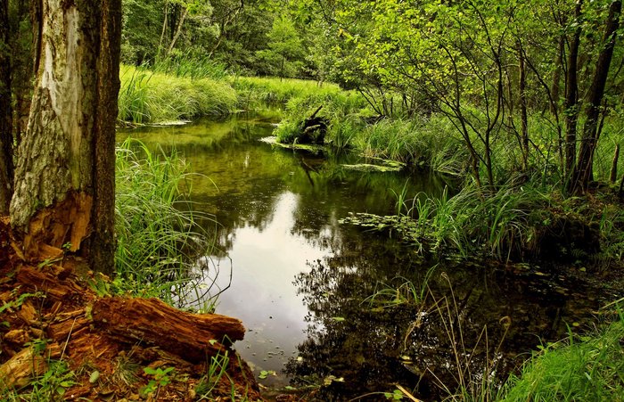 Gołąbek- Jelenia wyspa Bory Tucholskie