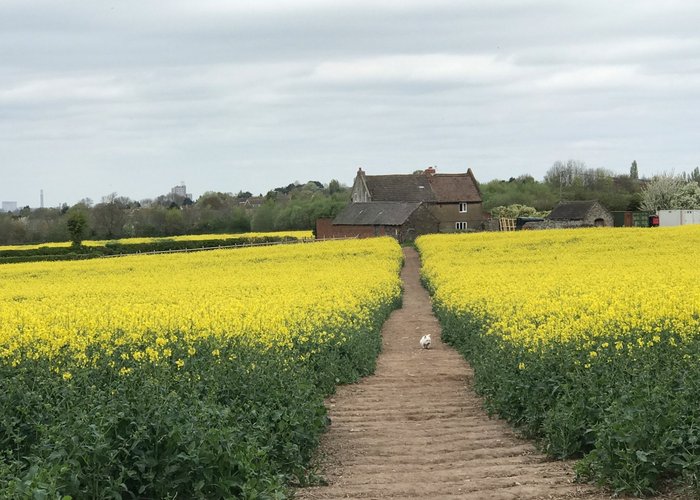 Rape seed out in mid April!!!!!