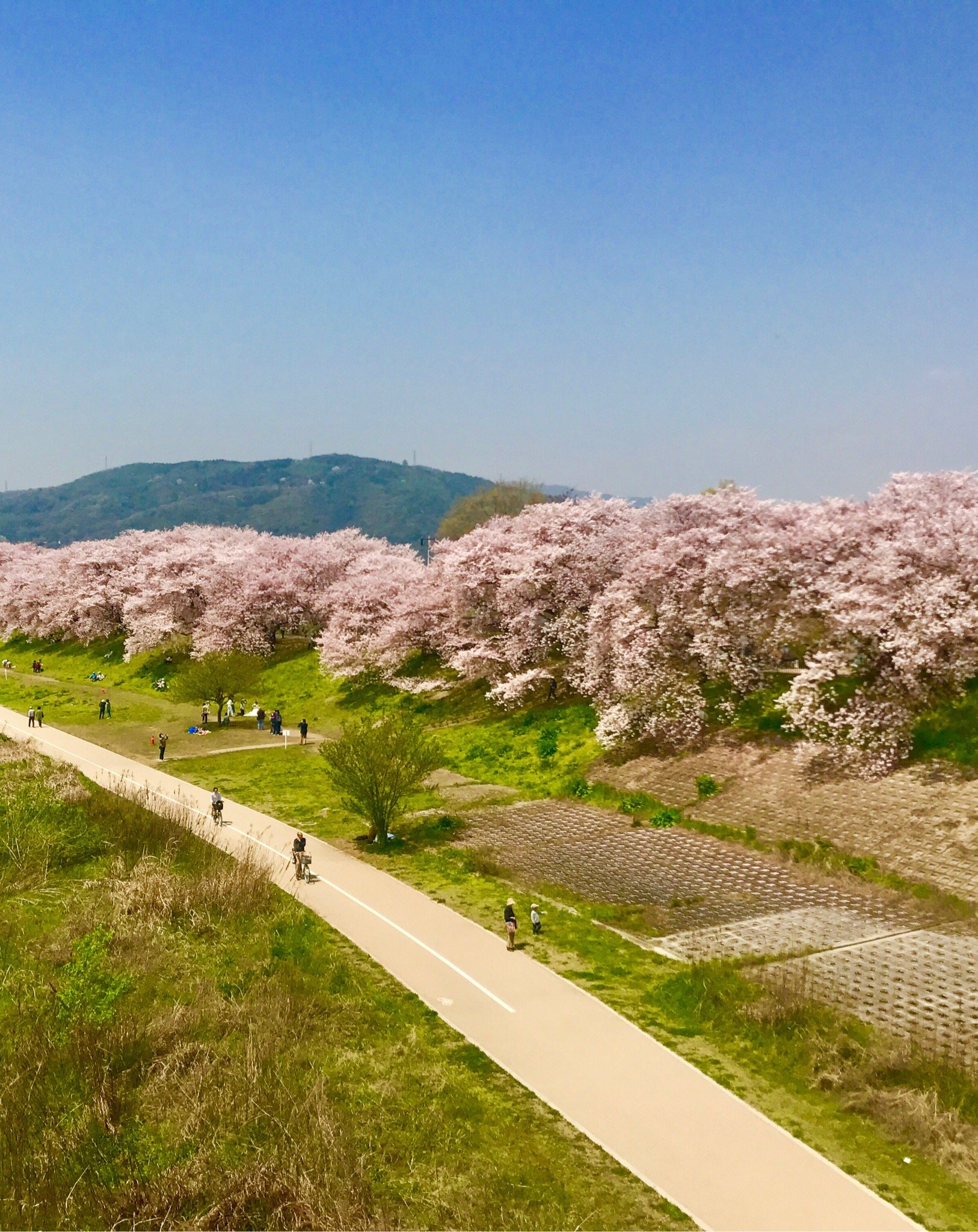 淀川河川公園背割堤地区