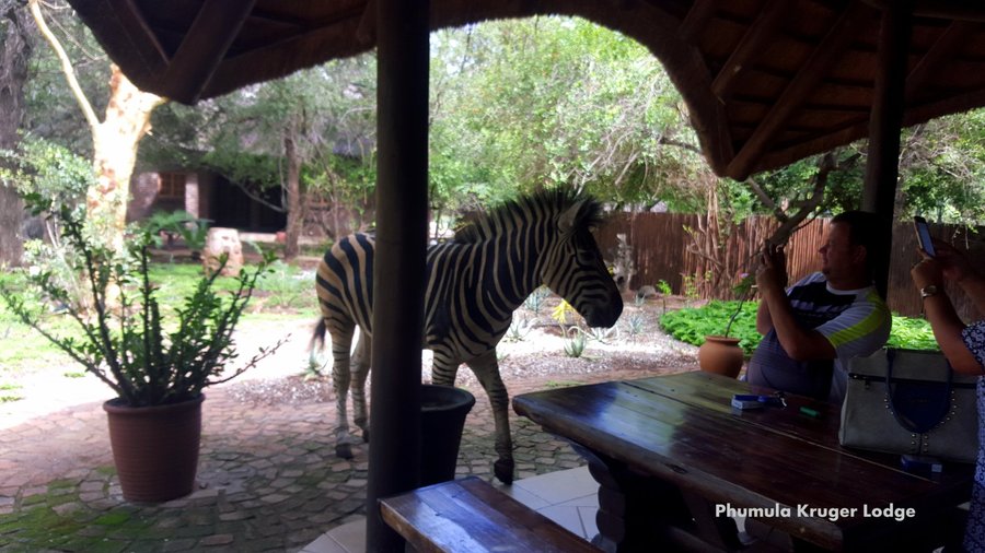 Zebra checking to make sure Guests are happy 