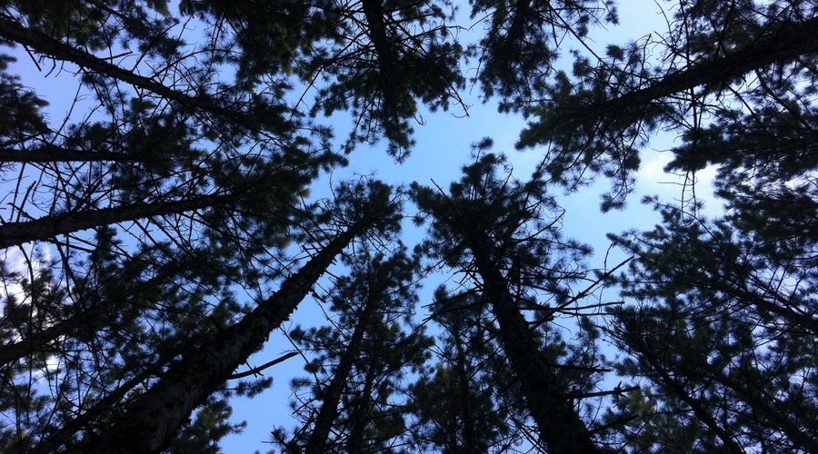 Looking up
