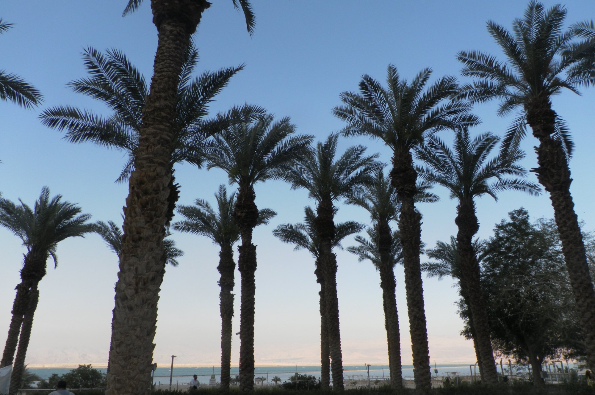 Hotel photo 23 of David Dead Sea Resort & Spa.