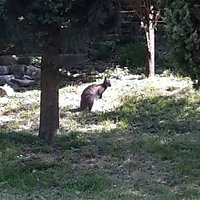 Isola dei Cipressi