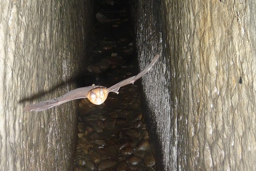 Toubiankeng Bat Cave image