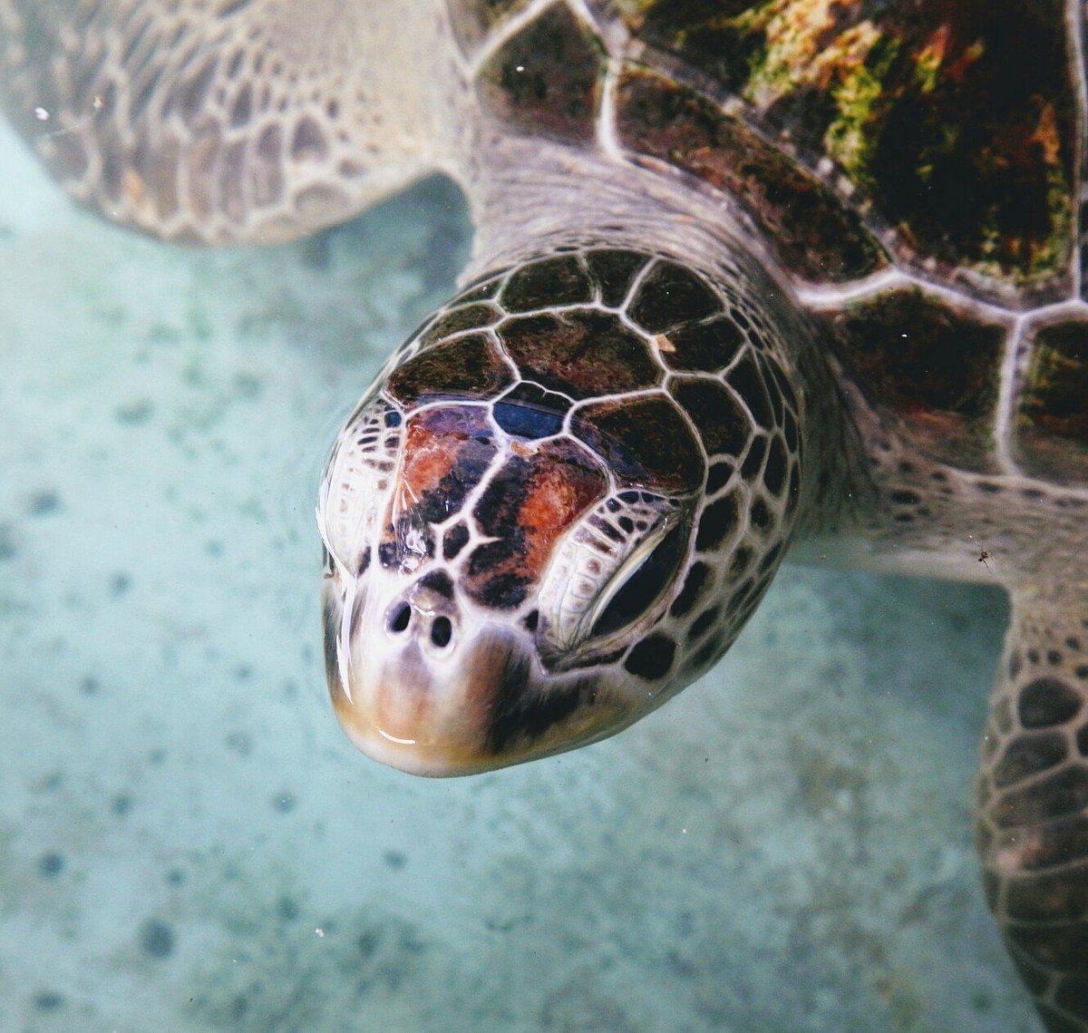 Sea Turtle Farm Galle Mahamodara, Галле: лучшие советы перед посещением -  Tripadvisor