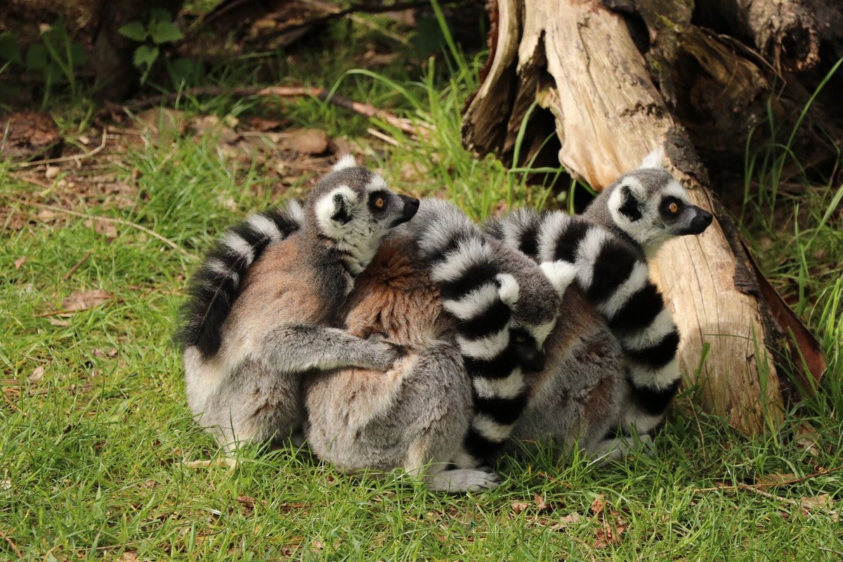 DIERENPARK AMERSFOORT - Qué SABER antes de ir (2024)