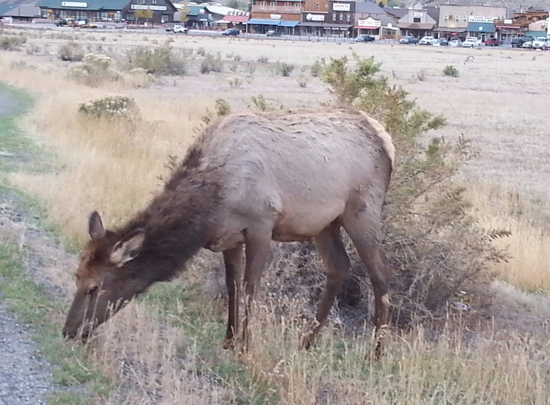 Yellowstone RV Park by null