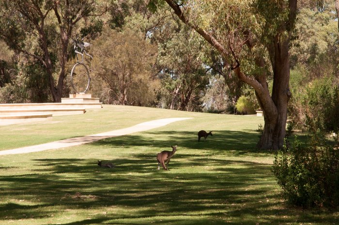 are dogs allowed at pinnaroo memorial park