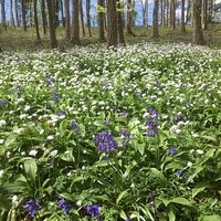 Bluebells and wild garlic in bloom