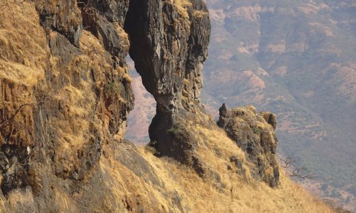 SEE ELEPHANT'S HEAD