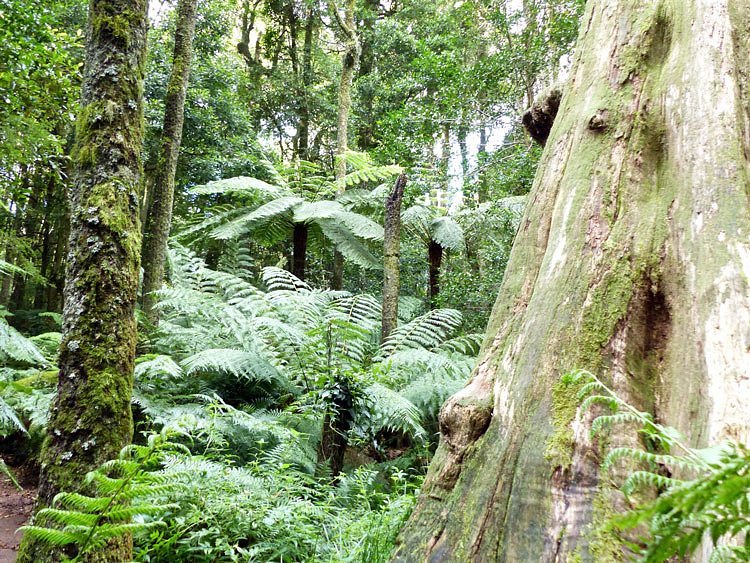 Cathedral of Ferns Walk image