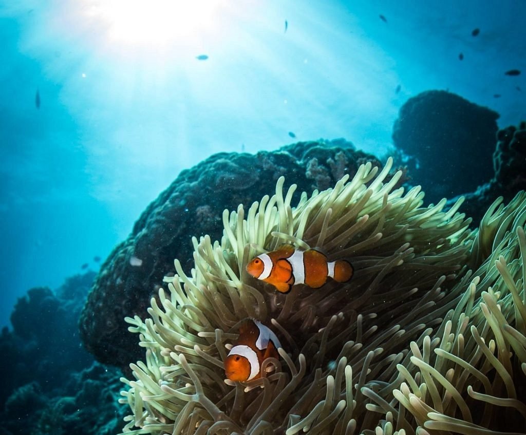 Reef Experience, Кэрнс: лучшие советы перед посещением - Tripadvisor