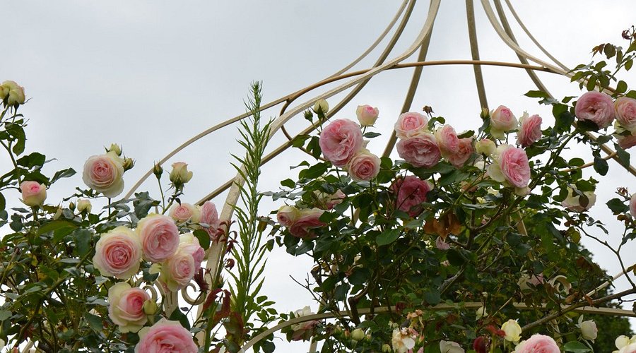 Brindabella Country Gardens Roses: Ultimate Bloom Guide