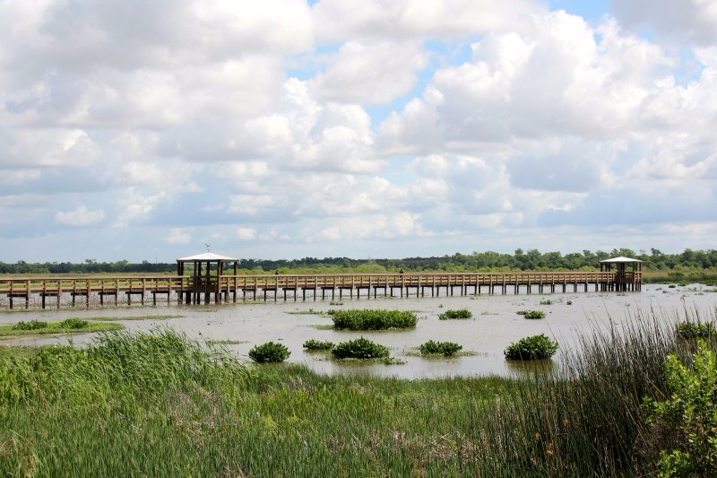 Cattail Marsh All You Need to Know BEFORE You Go 2024