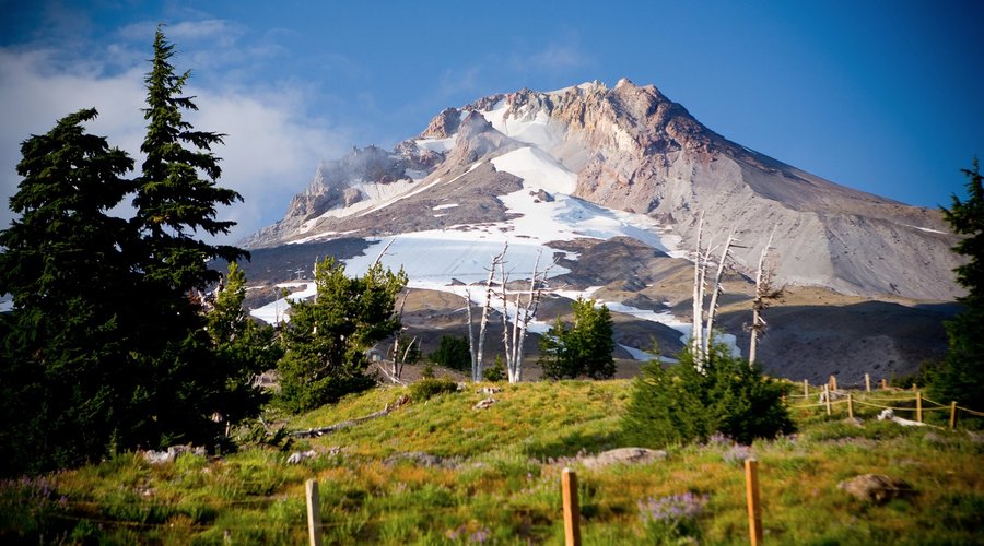 Mt. Hood wildflowers in the late summer and early fall
