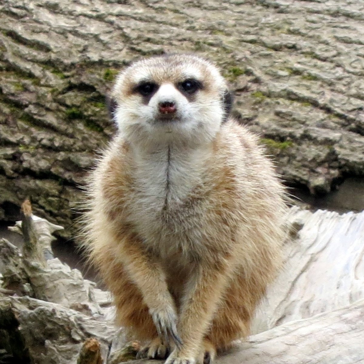 ZOOLOGISCHER GARTEN HOF Qué SABER antes de ir (2025)