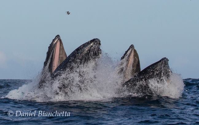 Monterey Bay Whale Watch - All You Need to Know BEFORE You Go