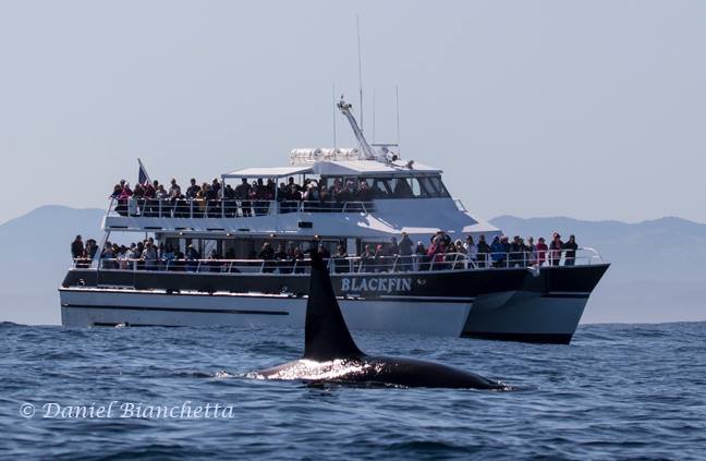 MONTEREY BAY WHALE WATCH - All You Need to Know BEFORE You Go