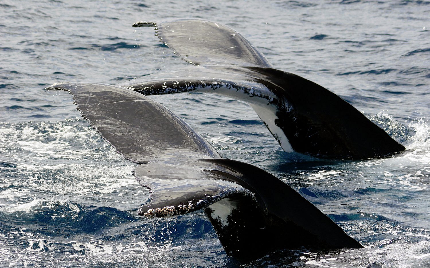 Whale Watching Gold Coast (Main Beach): All You Need to Know