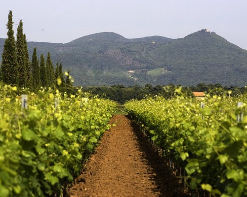 THE 10 BEST Province of Livorno Wineries & Vineyards (2023)