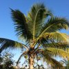 palmtree1924