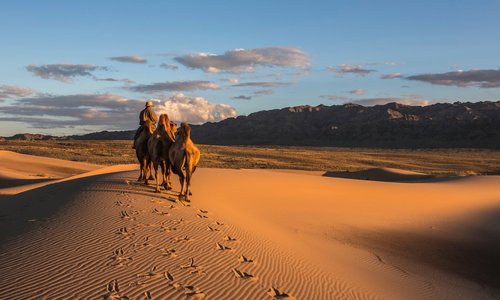 Camel herder in Mongolia Gobi