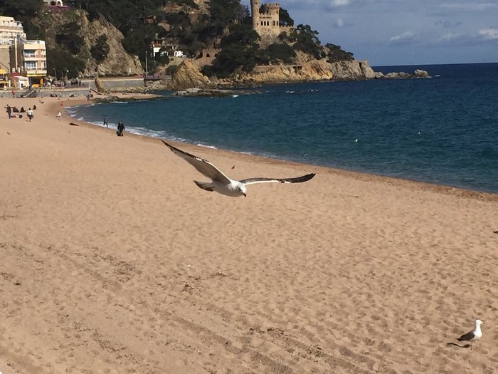 Imagen 4 de Playa de Lloret