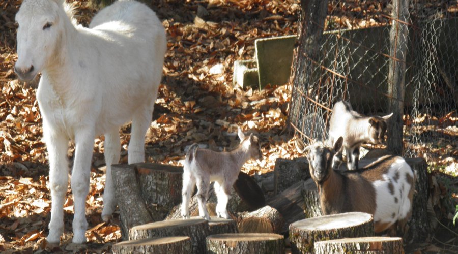 Tutti gli animali della fattoria hanno un nome con cui i bambini possono chiamarli
