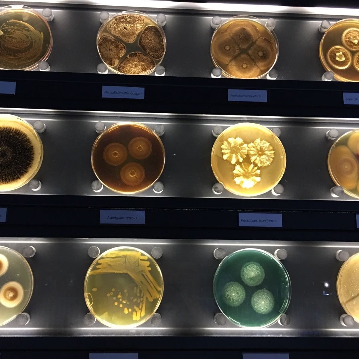 Microbiology from A to Z explained - Micropia - Micropia