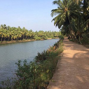 Morning walk along the backwaters from the resort leading to Anagalli Road