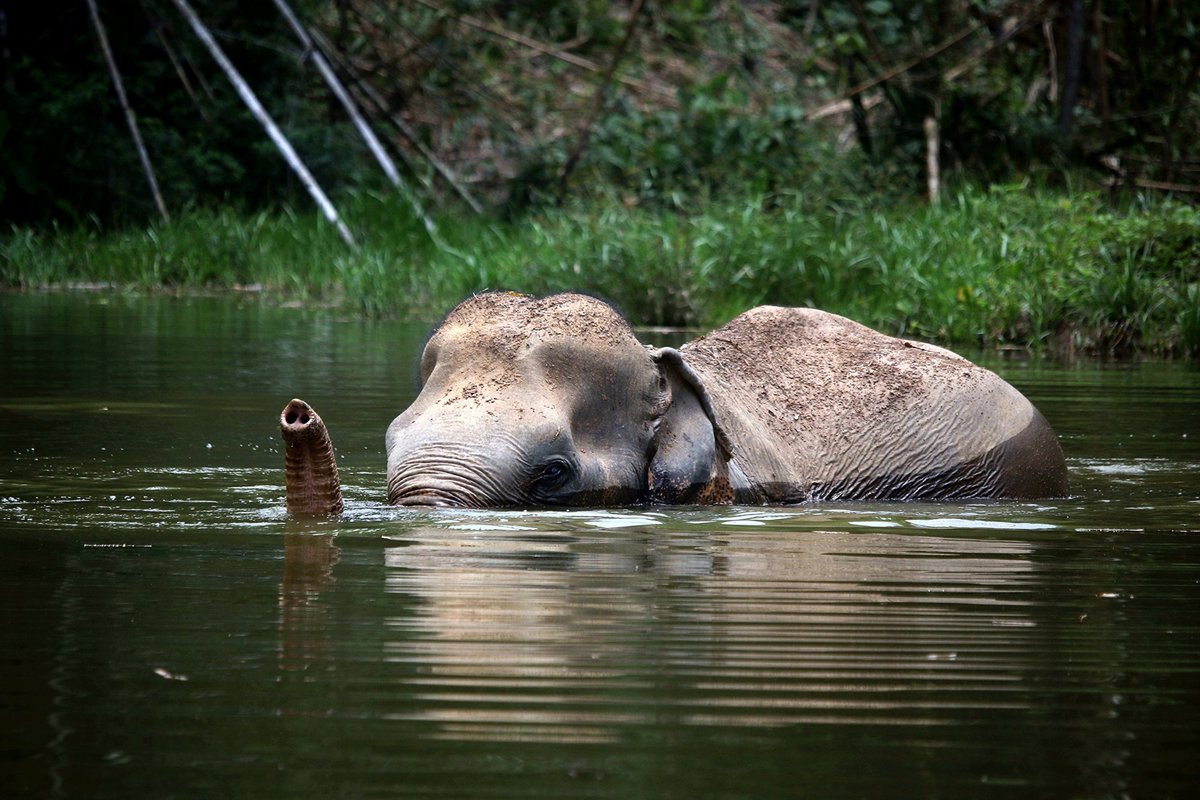 Phuket Elephant Sanctuary, Пхукет: лучшие советы перед посещением -  Tripadvisor