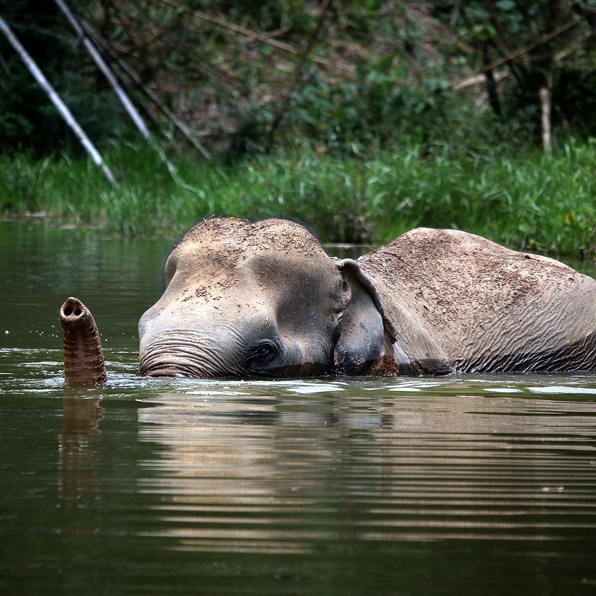 Phuket Elephant Sanctuary - All You Need to Know BEFORE You Go Phuket Elephant Sanctuary - All You Need to Know BEFORE You Go