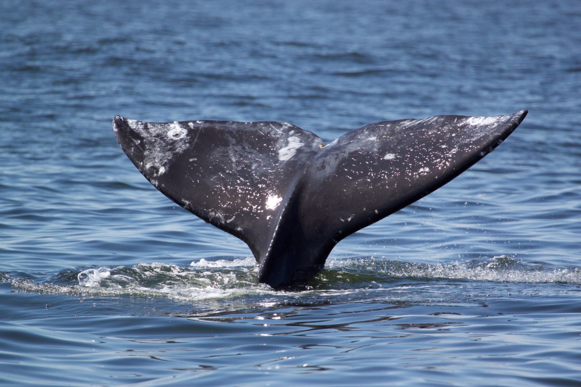 ADVENTURE TOFINO - WILDLIFE TOURS - All You MUST Know Before You Go (2024)